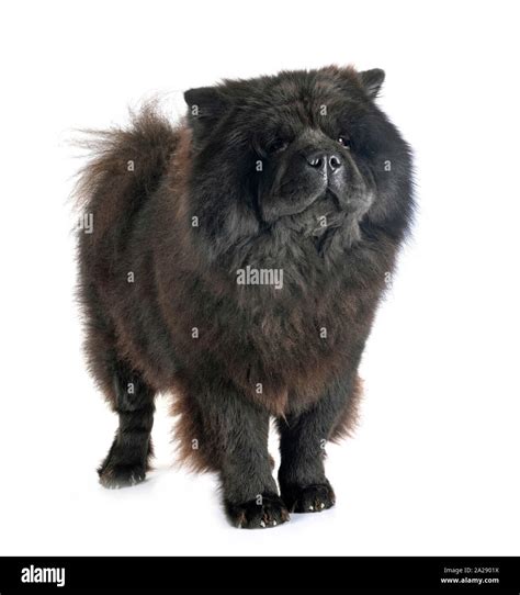 black chow chow in front of white background Stock Photo - Alamy