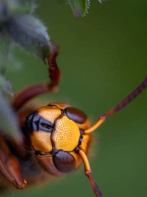 10 deadliest insects in the world | Times of India