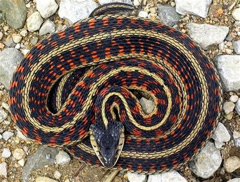 Download Western Terrestrial Garter Snake Wallpaper | Wallpapers.com