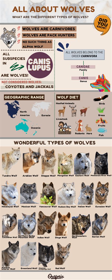 Image result for Types of Wolves
