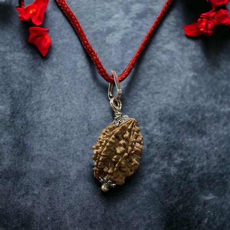 2 Mukhi Indian Rudraksha - Do Mukhi – Japam