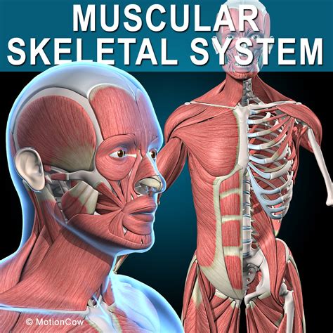 Human,skeleton,muscles,bones,anatomy - free image from needpix.com - My ...