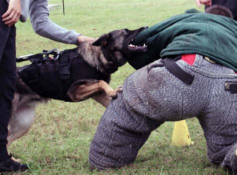 Training helps prepare police dogs, handlers | Article | The United ...