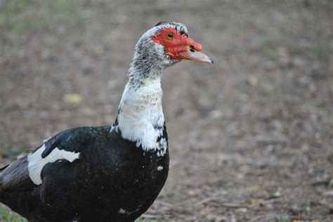 White Ducks With Red Beaks