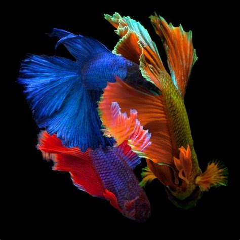Image result for Fish Key Script Code