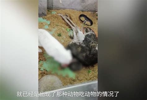 长沙室内动物园被指大批动物死亡 林业局已介入调查_荔枝网新闻