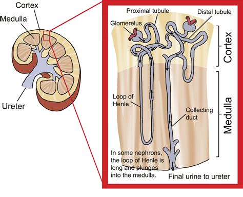Loop Of Henle Kidney