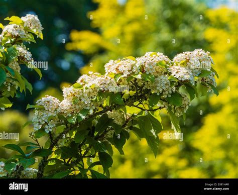 Clusters of small white flowers of the hardy deciduous small tree ...