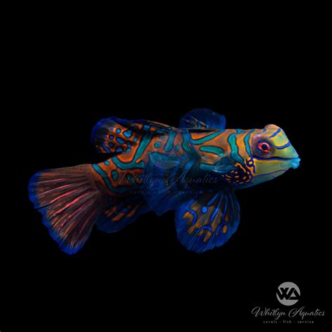 Green Mandarin Dragonet - Synchiropus splendidus – Whitlyn Aquatics