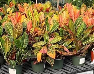Buy Bharat Vumi Croton Plant - Stunning Indoor Codiaeum Petra for Your ...