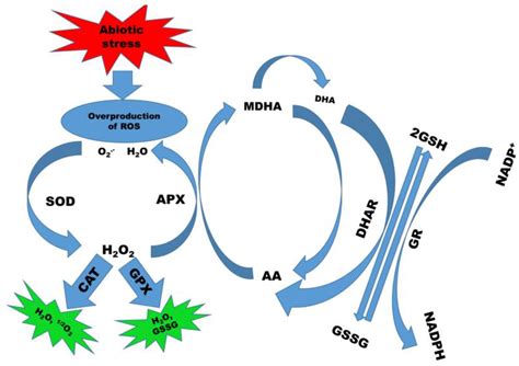 Transgenic Breeding Approaches for Improving Abiotic Stress Tolerance ...