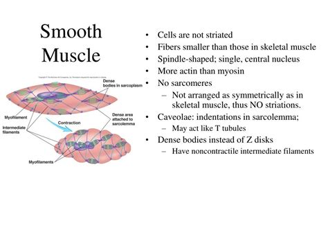 Image result for Smooth Muscle Function