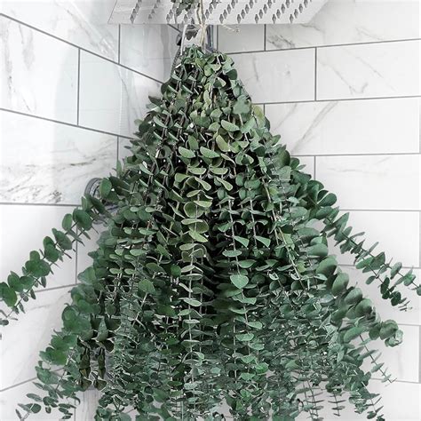 Andekas 25PCS Real Dried Eucalyptus Stems for Shower Hanging, 17 ...