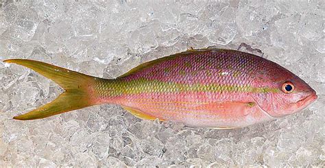 Image result for How to Filet Blue Snapper