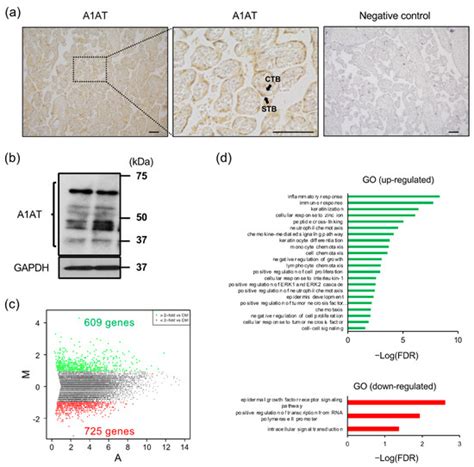 IJMS | Special Issue : Therapeutic Targeting of the Proteolytic Enzymes