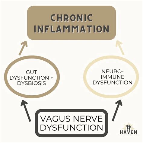 Vagus Nerve and Inflammation