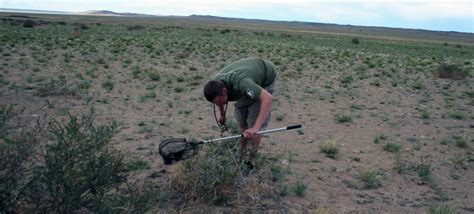 Wildlife of the Mongolian Steppe