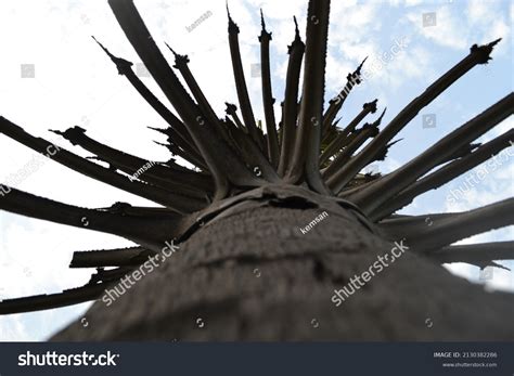 Lightning Tree 的图像结果