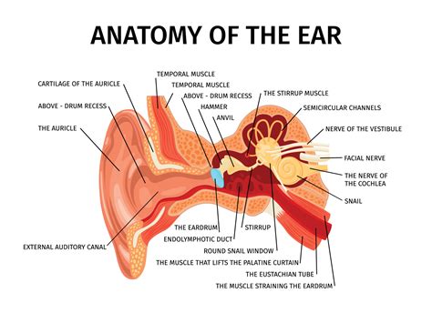 Anatomy Of Ear