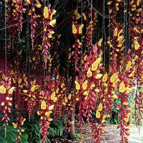 Hug A Plant | Thunbergia Mysorensis/Mysore Trumpetvine Flowering ...