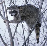 raccoon in Latin - English-Latin Dictionary | Glosbe