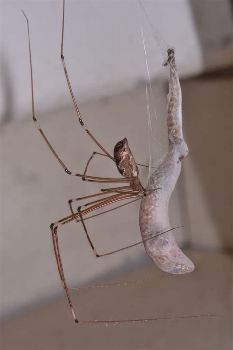 Daddy long-legs spider eats a lizard! | National Museum Publications