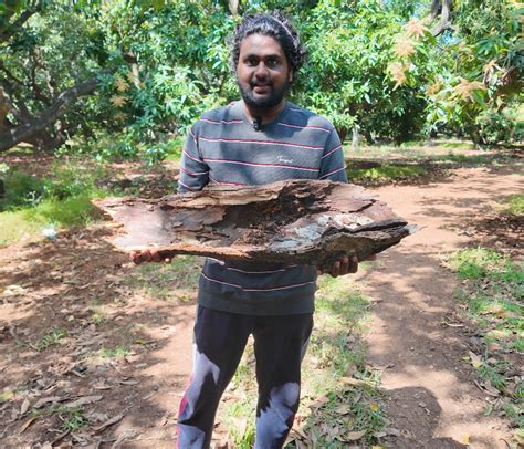 Stingless Bee Honey Red Pollen From South Tamil Nadu - Before The 10th ...