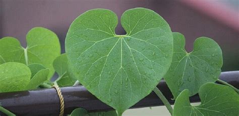 10 Incredible Benefits of the master Ayurvedic Immunity Booster Giloy ...