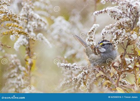 Autumn Nature Background - White-throated Sparrow Bird Stock Photo ...