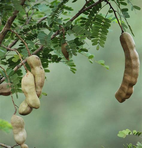 Tamarind tree: growing at home | Faterra
