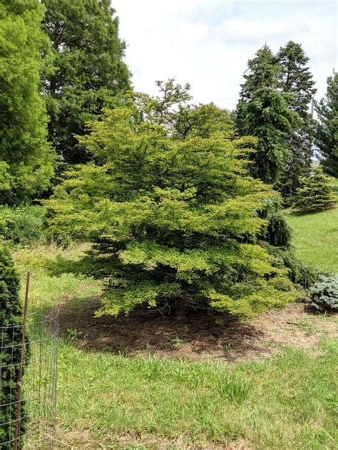 Taxodium distichum 'Secrest' - Secrest bald-cypress | The Dawes Arboretum