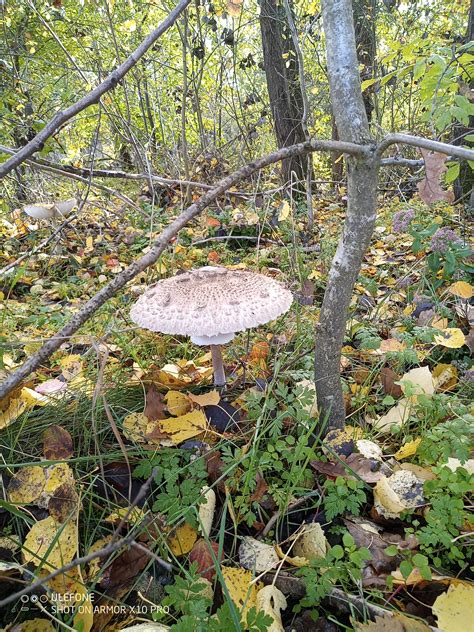 Beauty : r/mushroom_hunting