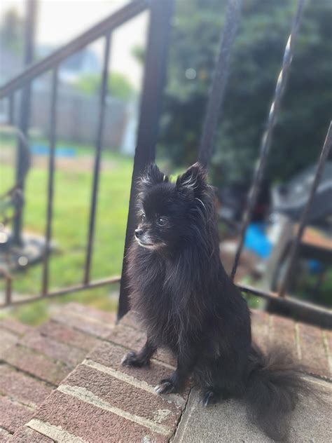 MY BABY GIRL, I've been with her since birth. The runt of the batch. My ...