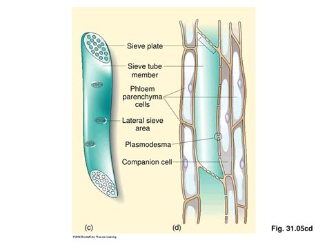 PPT - Cell Walls PowerPoint Presentation, free download - ID:432491