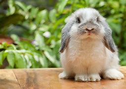 Image result for Holland Lop Pictures