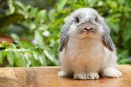 Image result for Blue Otter Holland Lop