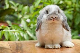 Image result for What Is Holland Lop