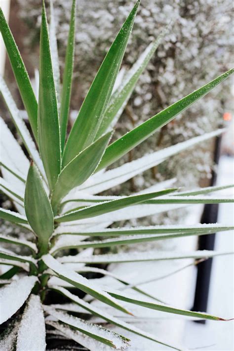 Yucca Plant Care: How to Grow and Care for Yuca Tree Indoors