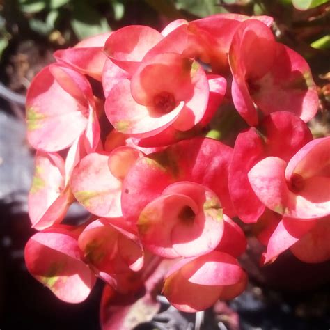 VARA DE SAN JOSE – Vivero El Encanto