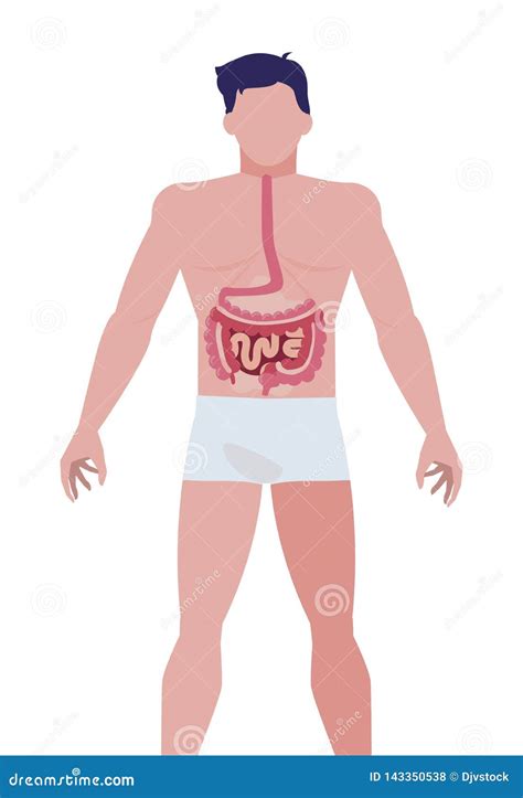 Man Anatomy with Digestive System Stock Illustration - Illustration of ...