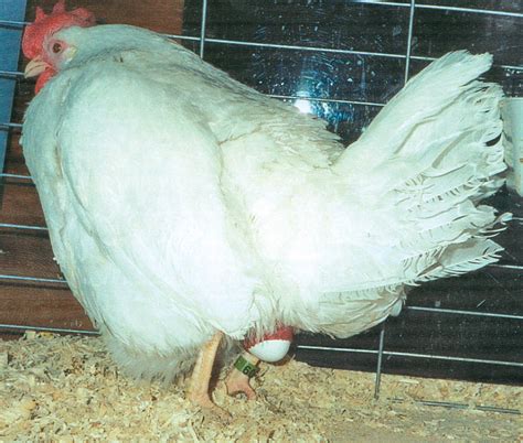 Chicken Laying Egg