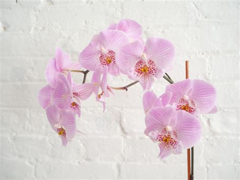 Orchid: Plant Care & Growing Guide