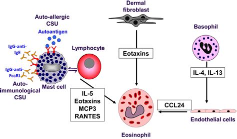 The role of eosinophils in chronic spontaneous urticaria - Journal of Allergy and Clinical ...