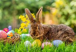 Image result for Easter Rabbit Vector