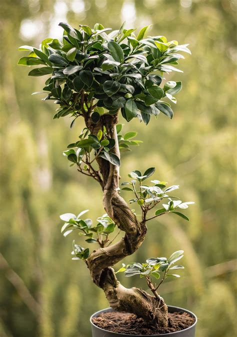 Ficus benjamina Bonsai Tree Care Guide - Bonsai Tree Gardener