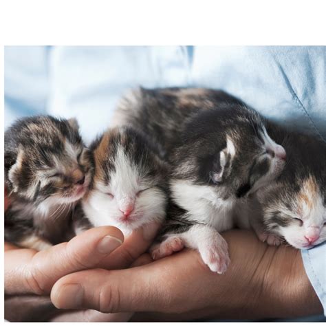 Homepage - Humane Society of Sheboygan County