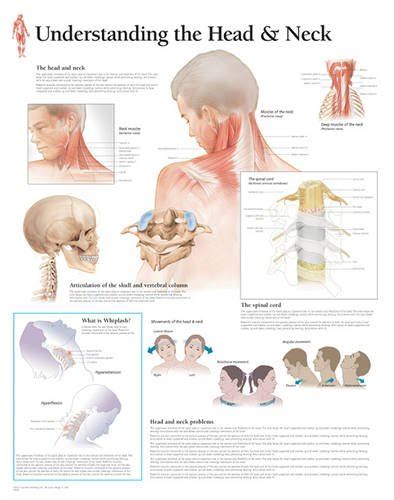 Understanding the Head & Neck Paper Poster (Anatomical Wall Charts ...