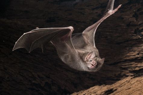 Flying Vampire Bat