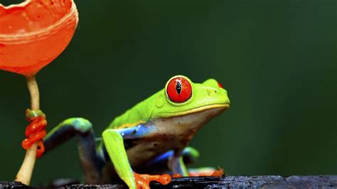 Tree Frog Desktop 的图像结果