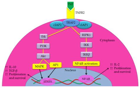 Synergistic Effects of Nanomedicine Targeting TNFR2 and DNA ...